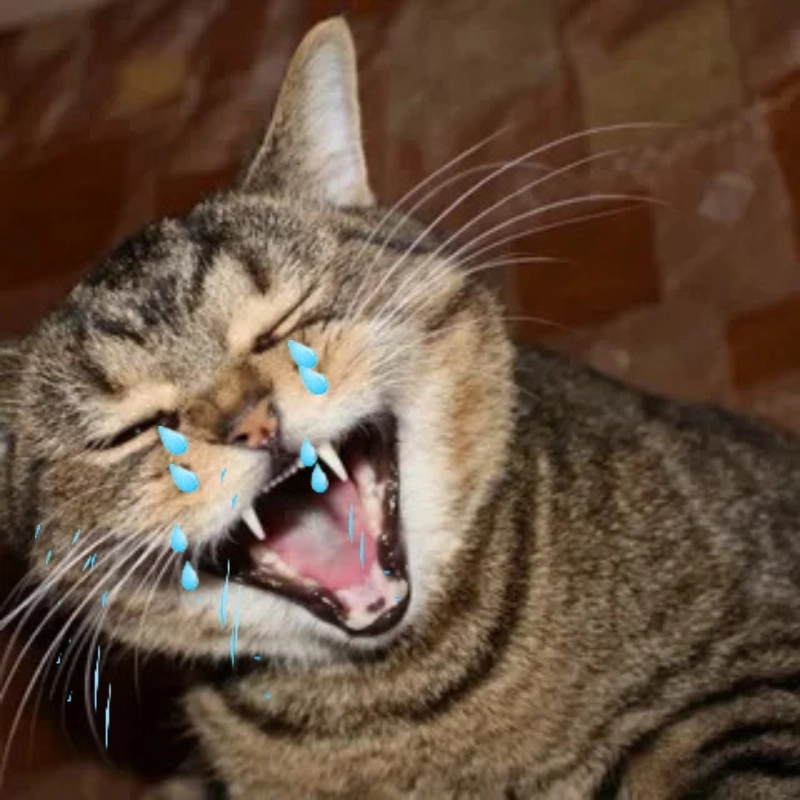 Khi bạn buồn mà ai cũng nghĩ bạn vui meme mèo cười khóc