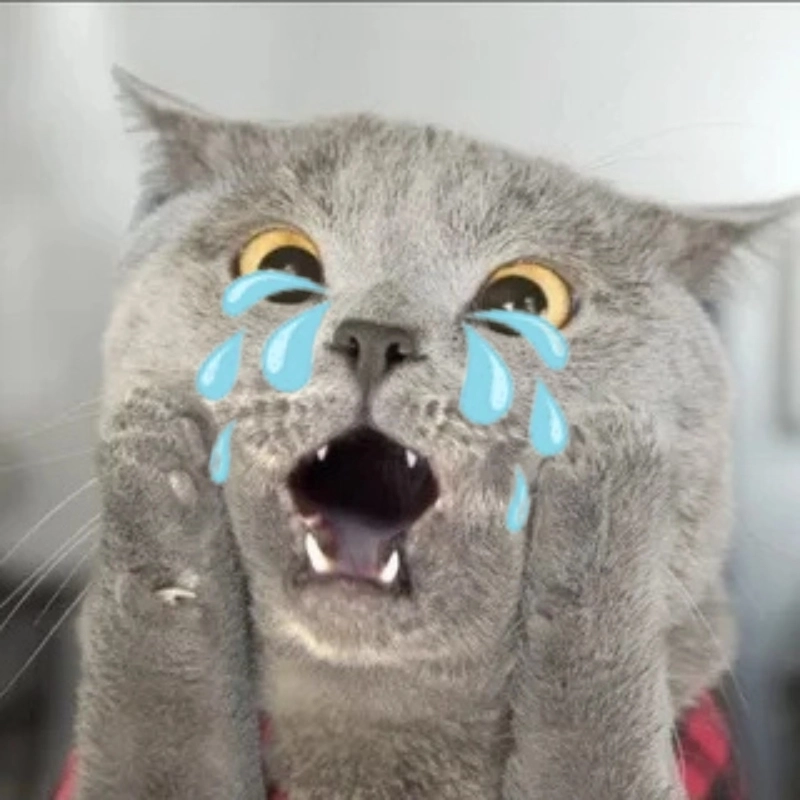 Khi bạn cố tỏ ra mạnh mẽ nhưng meme mèo ôm đầu khóc