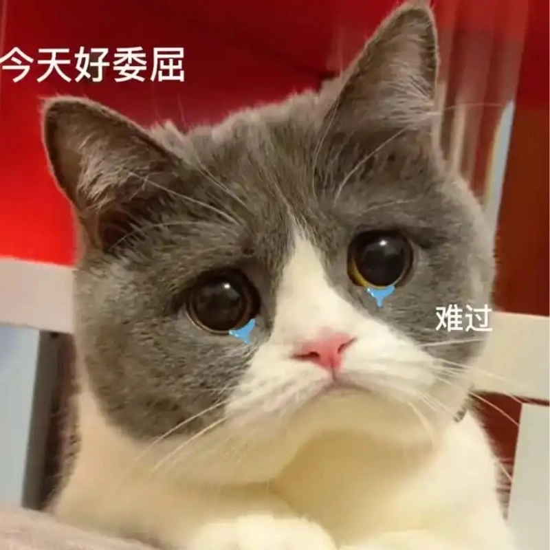 Nhìn thấy là buồn liền meme mèo cute khóc