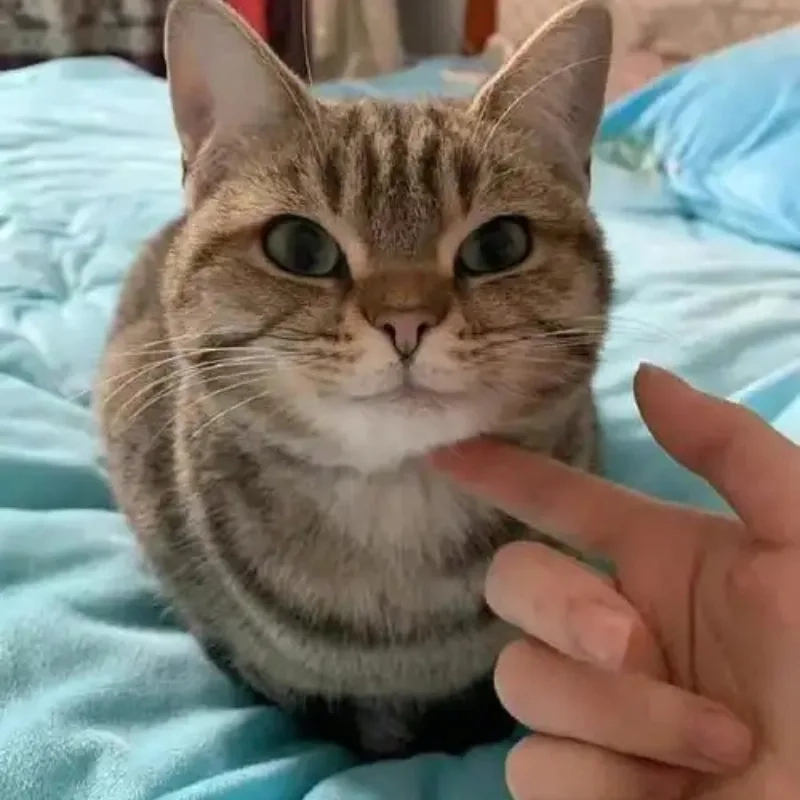 Phản ứng cực chất từ meme con mèo nhếch mép