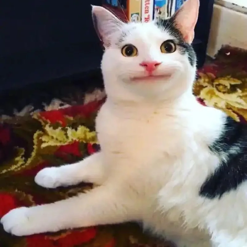 Thần thái không thể chối cãi của ảnh mèo nhếch mép