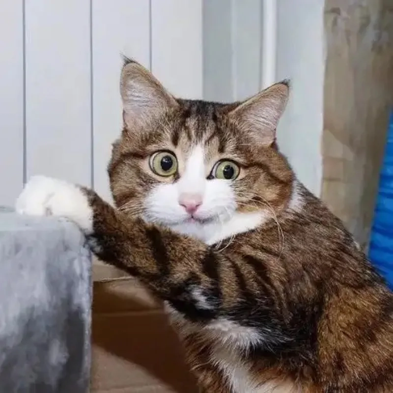 Một ánh mắt từ mèo nhếch mép meme là đủ