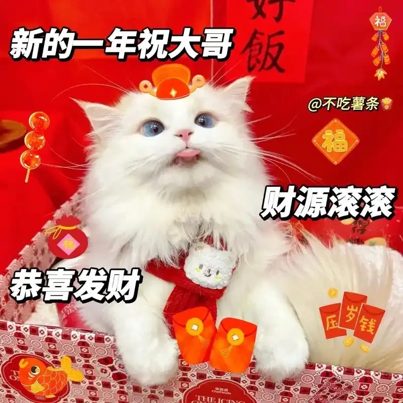 Đổi ngay avatar tết 2024 meme mèo để Tết thêm hứng khởi