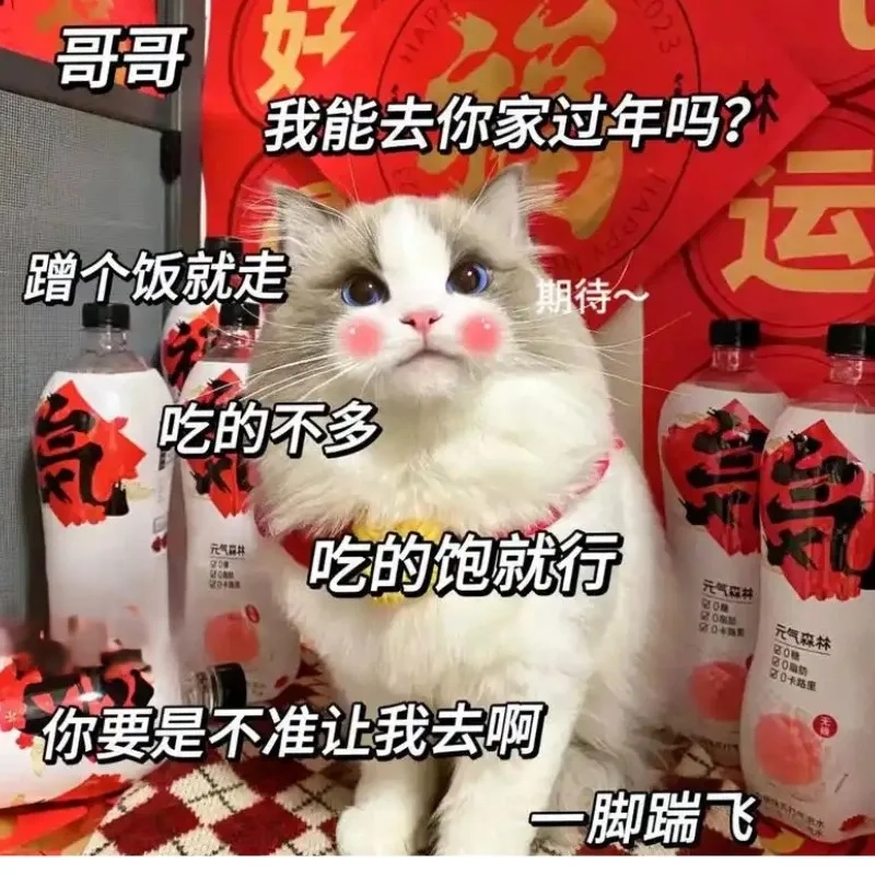 Bộ sưu tập ảnh mèo meme tết 2024 cười sảng khoái