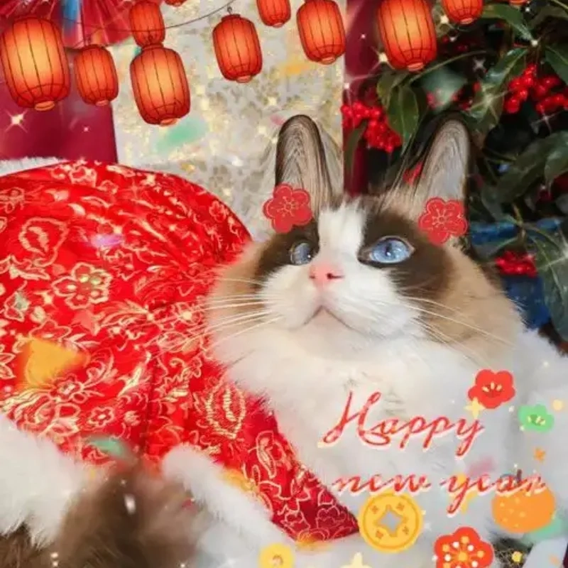 Đón xuân rộn ràng với avatar mèo tết 2024 meme đáng yêu