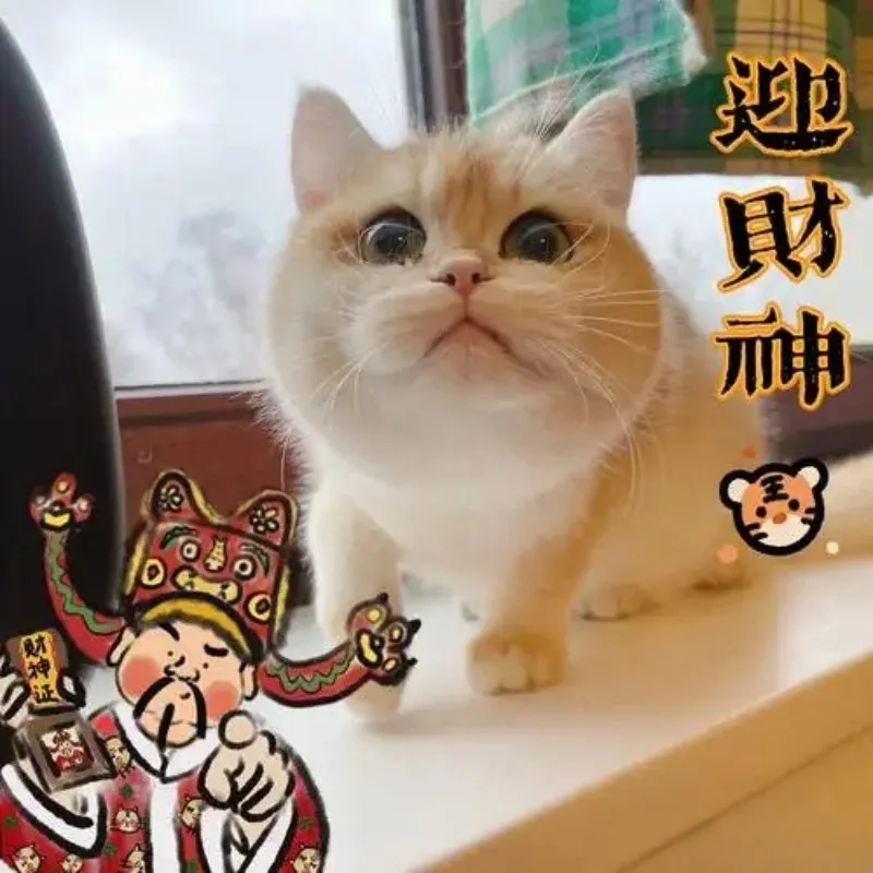 Đầy ắp niềm vui với ảnh meme mèo tết 2024 cực đáng yêu