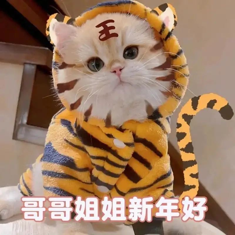 Chào năm mới cùng meme mèo tết 2025 vui nhộn