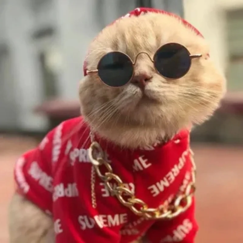 Sưu tầm ngay ảnh mèo hài khiến bạn cười nghiêng ngả