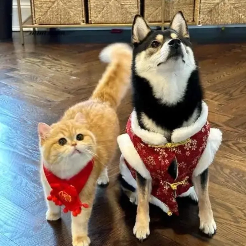 Kho ảnh meme mèo hài cười quên lối về