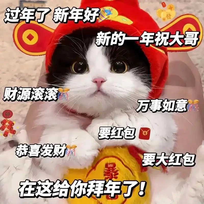 Trọn bộ ảnh mèo meme tết 2025 siêu lầy lội