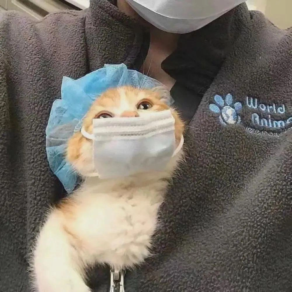 Sưu tập ngay meme cute ảnh mèo vô tri dễ thương