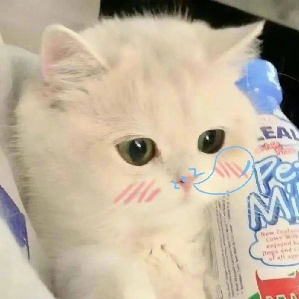 Xem ngay meme meo meme meo avatar mèo vô tri cười rụng rốn