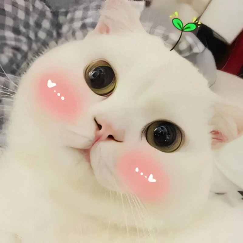 Trạng thái của meme con mèo ngại khi bị phát hiện làm chuyện xấu