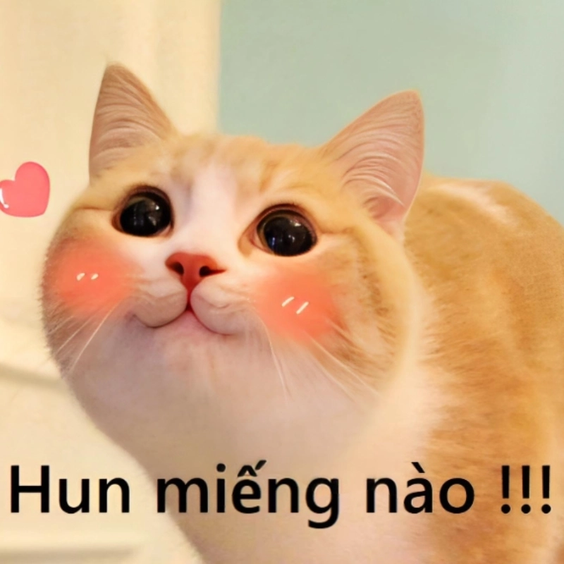 Meme mèo ngại quá - Ủa gì mà meme mèo ngại quá, đáng yêu thật sự