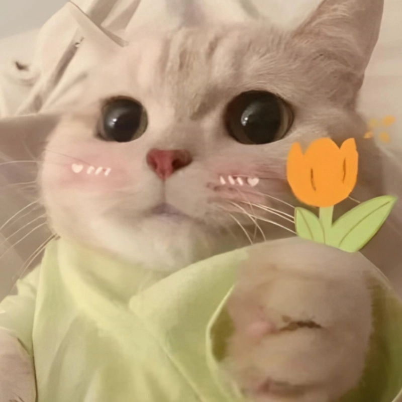 Chỉ là meme mèo cười ngại, có gì đâu mà ngại chứ