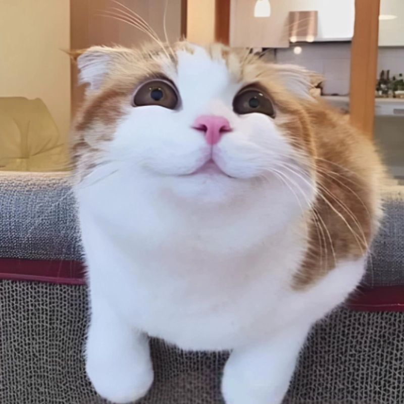 Biểu cảm meme mèo ngại ngùng đáng yêu quá