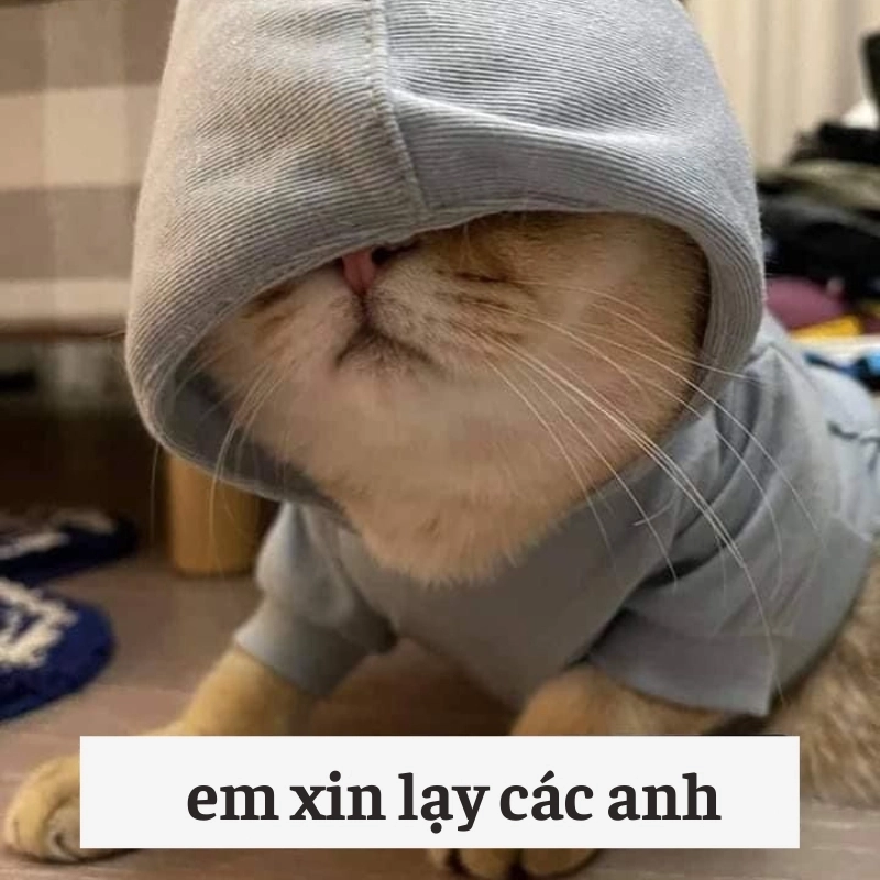 Đẳng cấp đến mức meme quỳ lạy cũng không giúp nổi