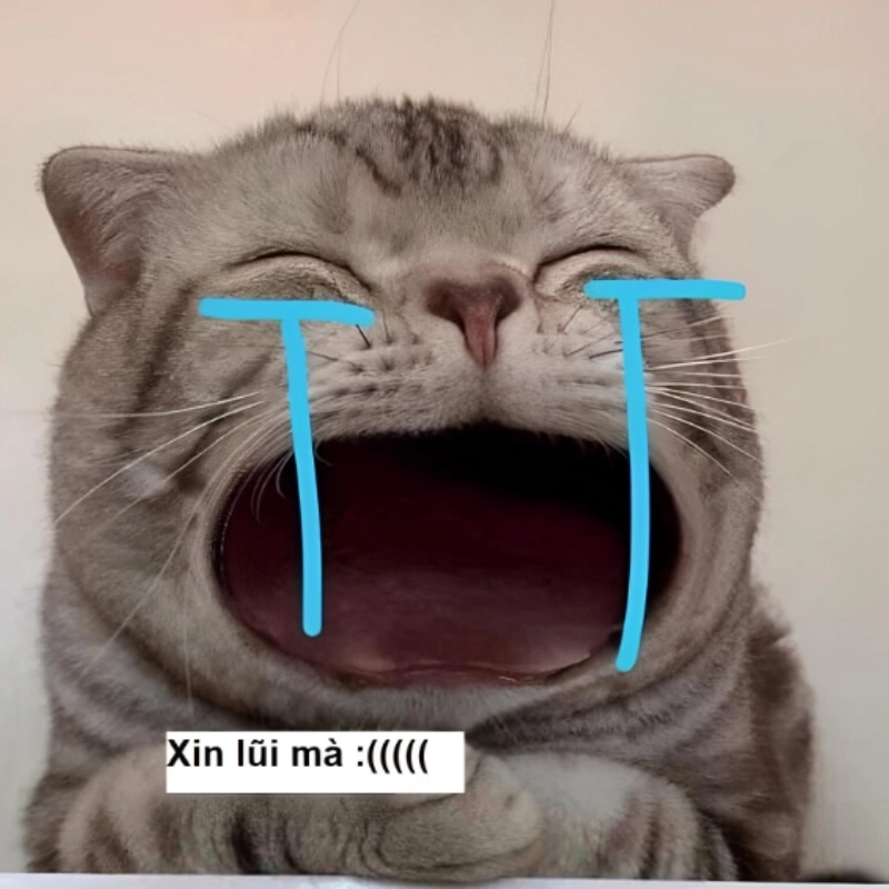 Meme xin lỗi mèo, mong boss tha thứ cho con sen