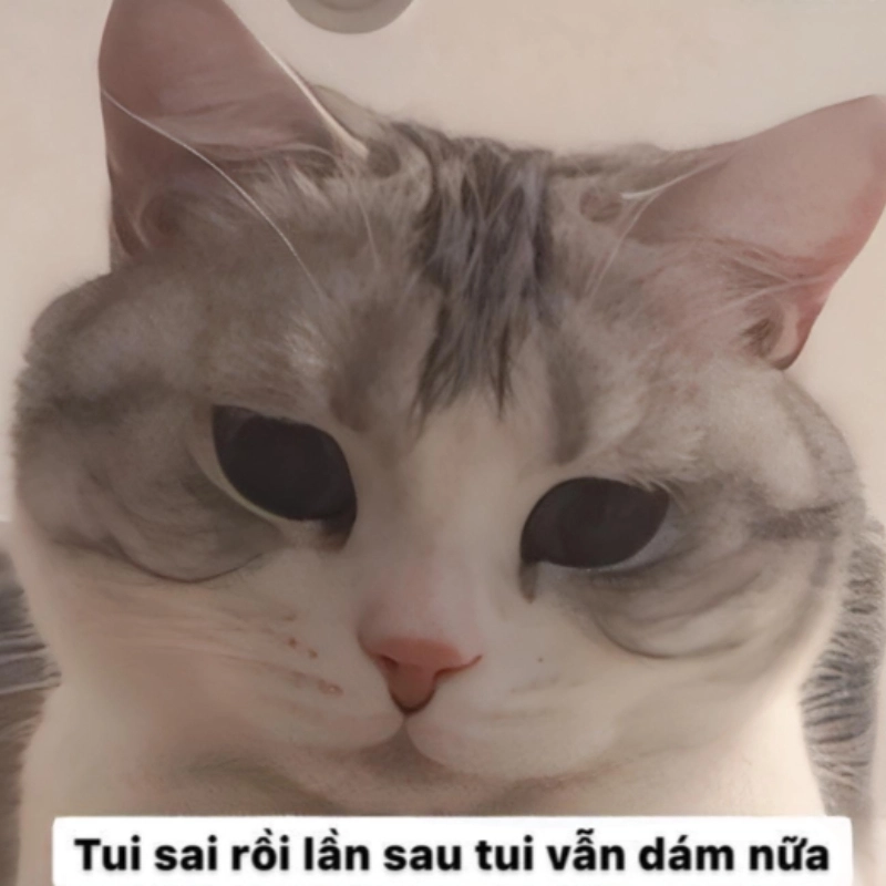 Meme xin lỗi lần sau sẽ dám nữa, liệu có ai dám chấp nhận không