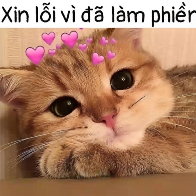 Khi bạn phải gửi meme xin lỗi vì đã làm phiền, nhưng vẫn muốn nhắn tin tiếp