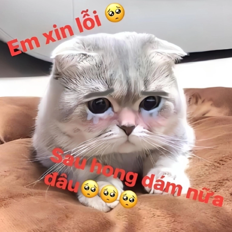 Meme em xin lỗi chân thành nhưng hơi trễ rồi
