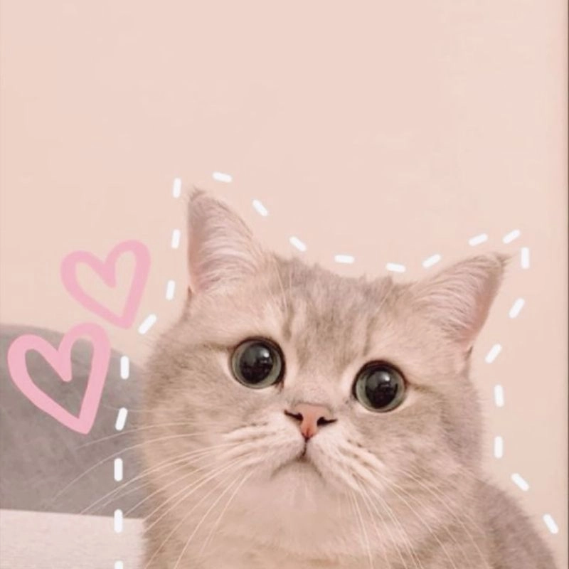 Cười xỉu với mèo béo chibi bụ bẫm đáng yêu