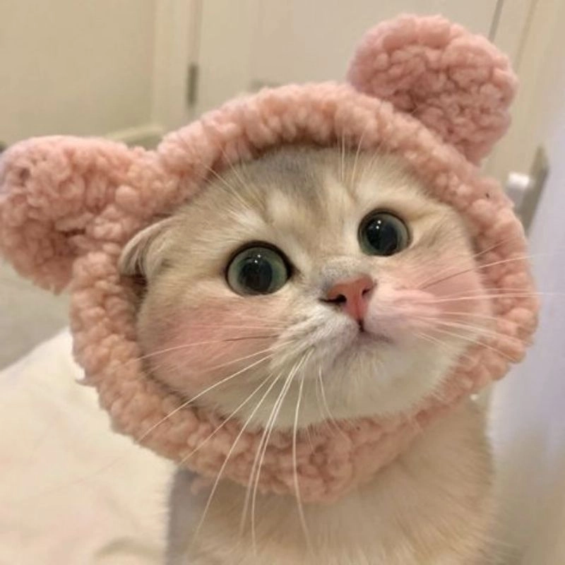 Tuyển chọn ảnh con mèo cute chibi cực xinh