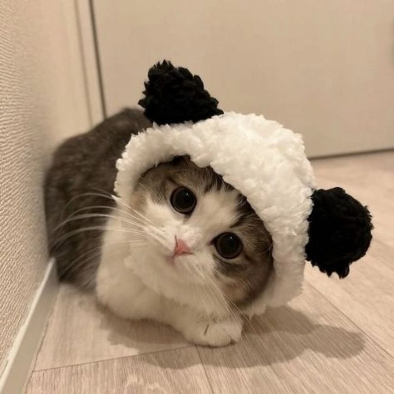 Bộ sưu tập chibi cute mèo cực kỳ dễ thương