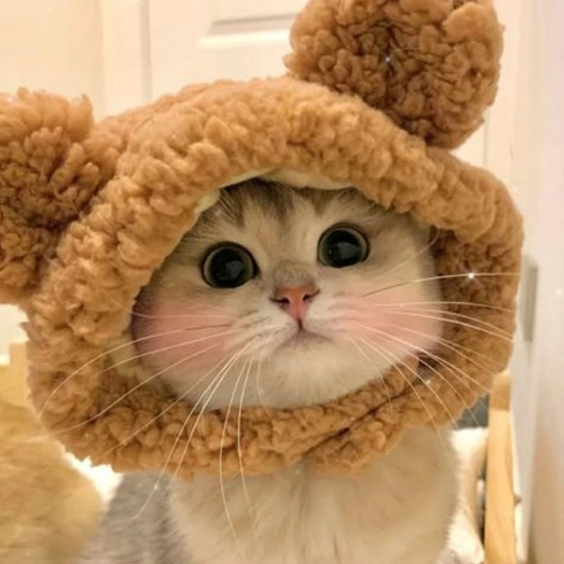 Cập nhật hình mèo con chibi ngộ nghĩnh mới