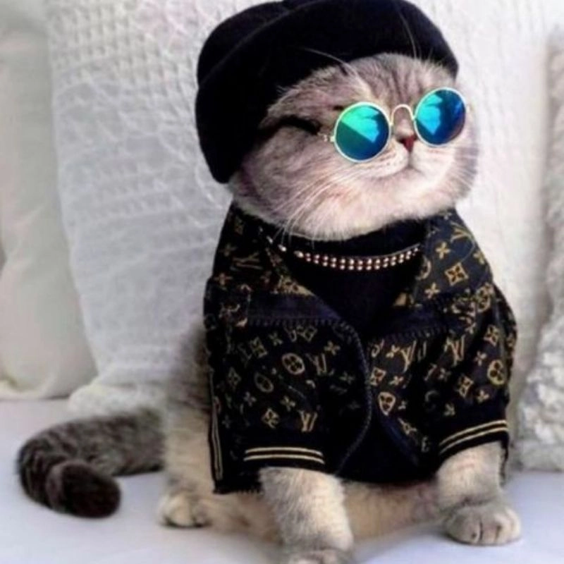 Chiêm ngưỡng hình ảnh chibi mèo siêu cưng