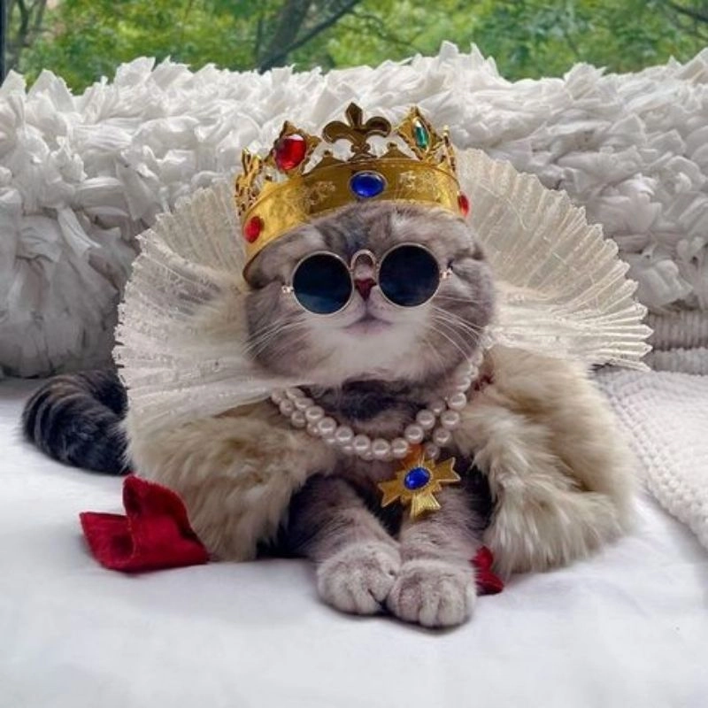 Ngắm nhìn mèo mập chibi đáng yêu mũm mĩm