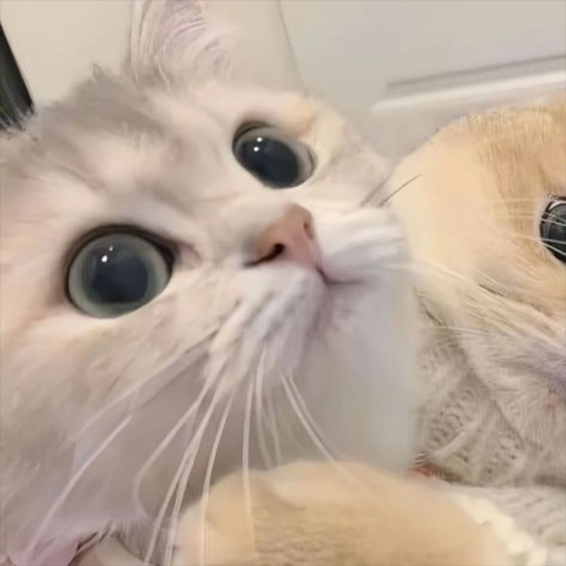 Tải ngay ảnh chibi cute mèo làm hình nền
