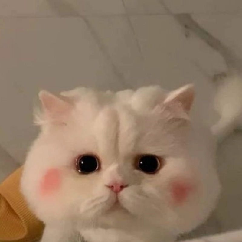 Ngắm nhìn ảnh chibi mèo cute dễ thương ghê