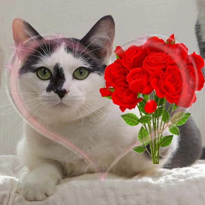 Một chút ngọt ngào từ hình trái tim cute meme mèo tặng hoa