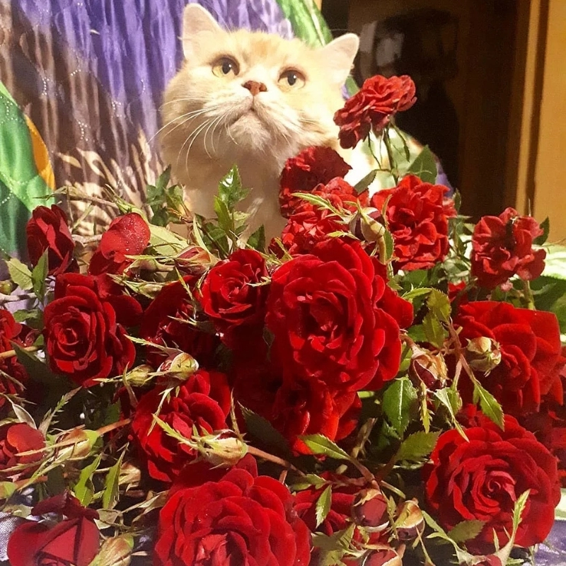 Một chút tình yêu đến từ tặng hoa hồng meme mèo cute