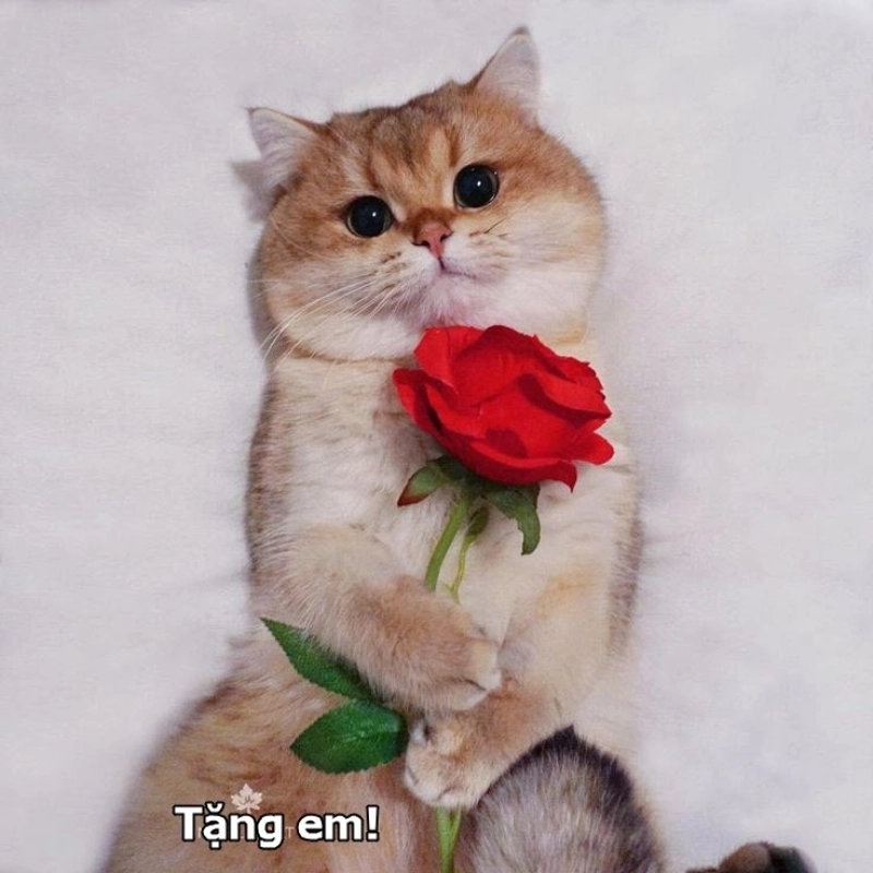 Cùng chiêm ngưỡng ảnh meme con mèo tặng hoa hot trend