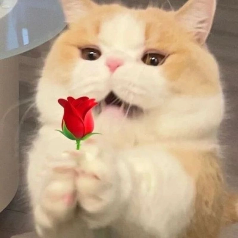 Thêm chút dễ thương từ hình ảnh mèo cute meme tặng hoa