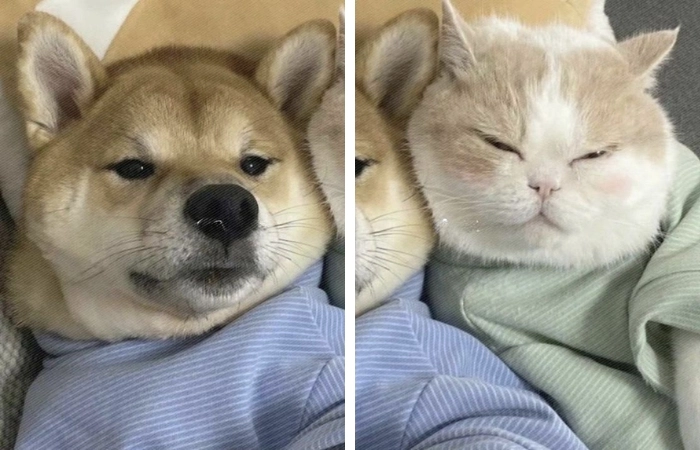 Avatar chó mèo cute dành cho fan động vật