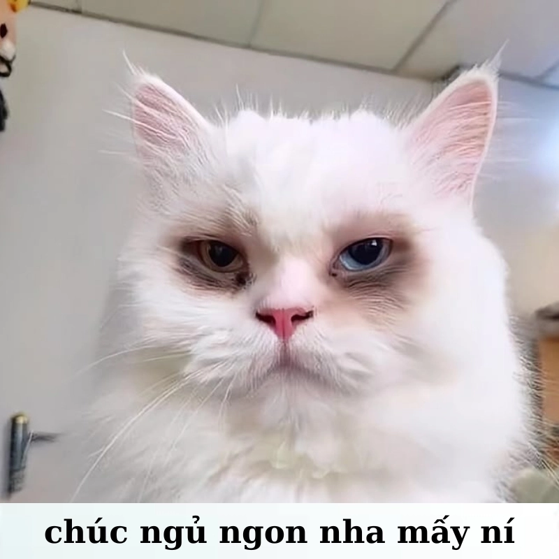 Tạo dấu ấn riêng với ảnh chúc ngủ ngon độc