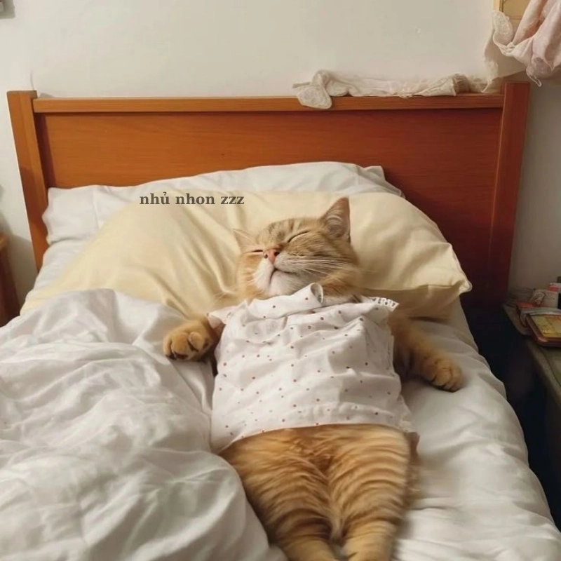 Xả stress với ảnh mèo ngộ nghĩnh trong giấc ngủ đáng yêu