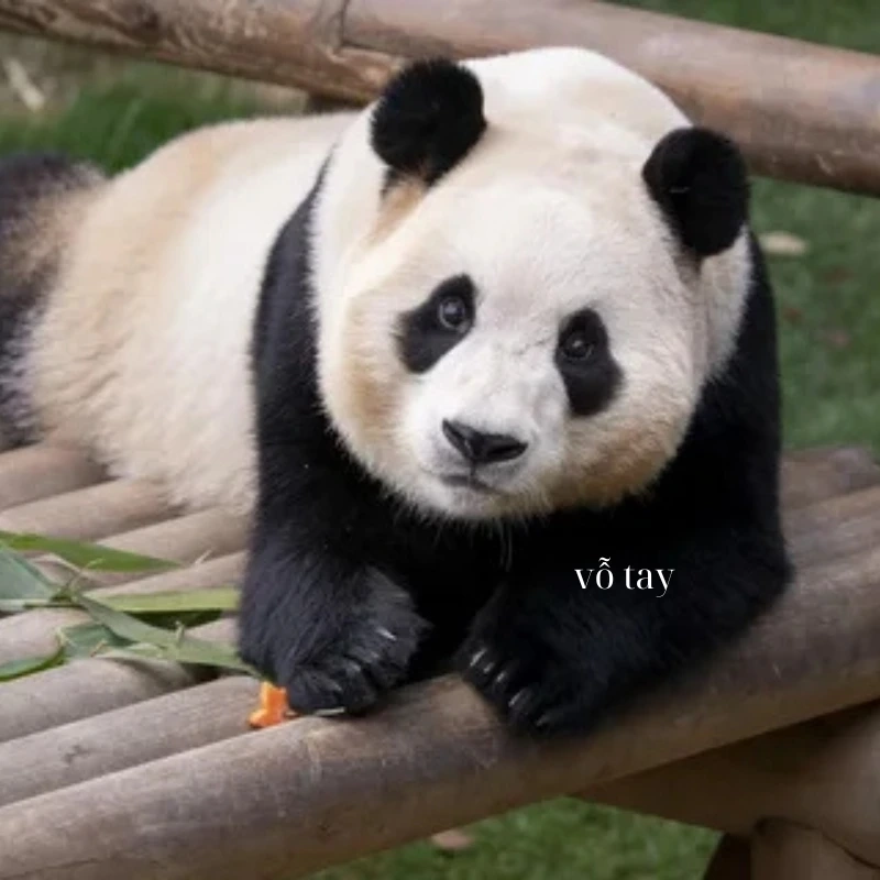Thành công rồi! meme gấu trúc vỗ tay ăn mừng