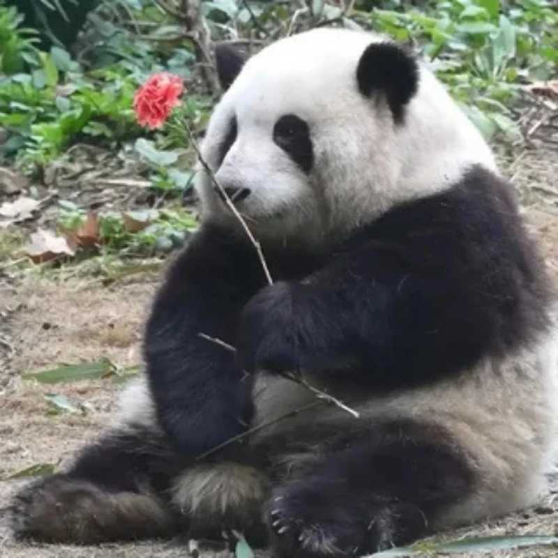 Khi bạn lì đòn như đỗn lì meme gấu trúc