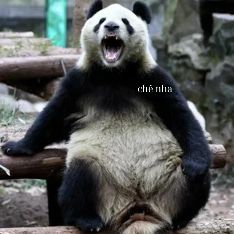 Không ưng nổi với meme gấu trúc chê