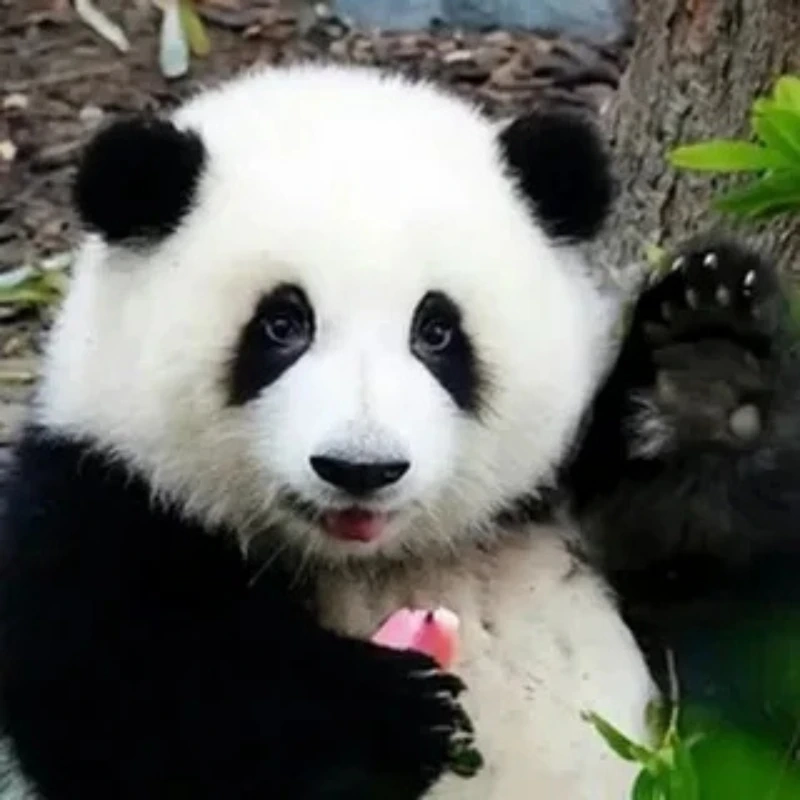 Xin chào cả nhà từ meme gấu trúc xin chào