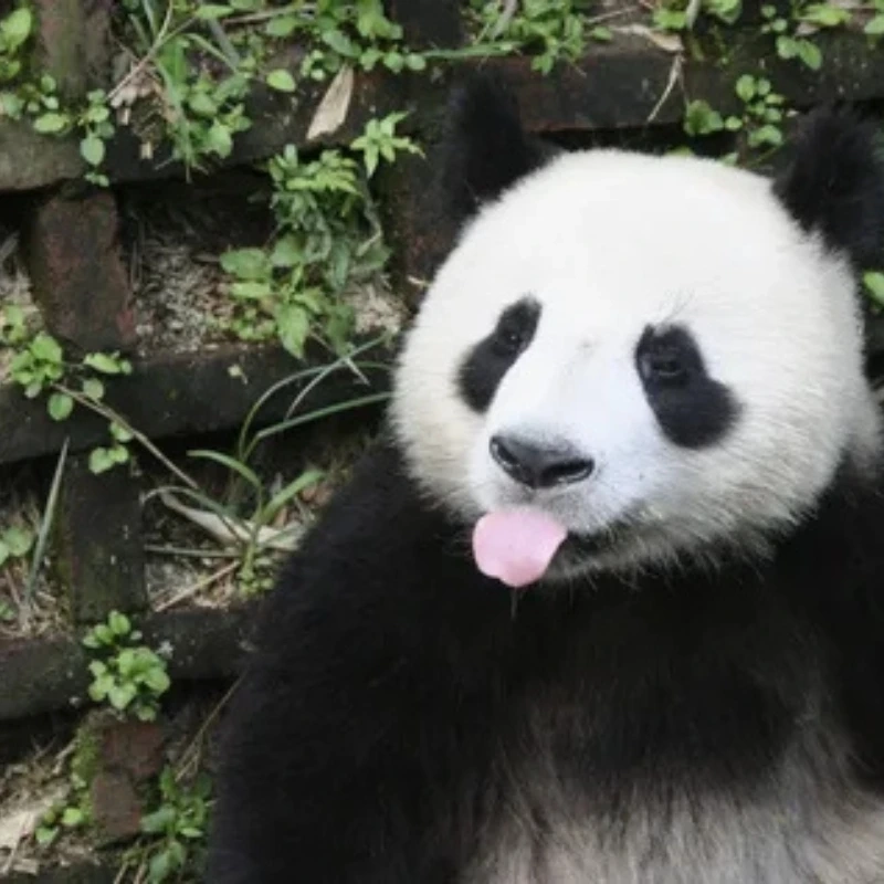 Thẹn quá đi, meme gấu trúc ngại mất rồi