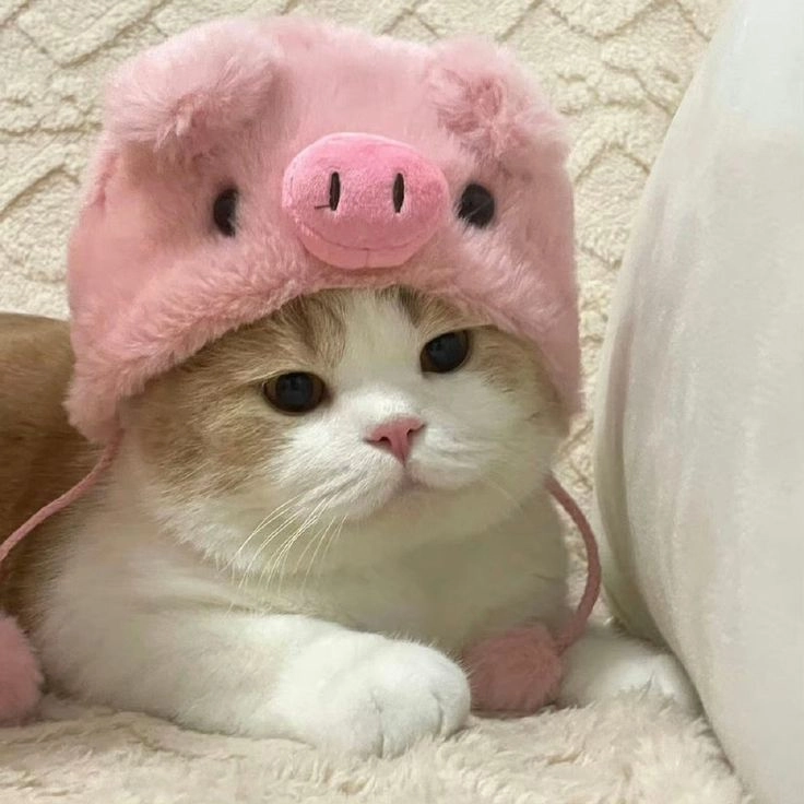 Khám phá avatar mèo với hình ảnh đáng yêu