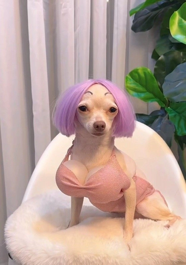 Avatar cute hài hước đáng yêu nhưng không kém phần hài hước