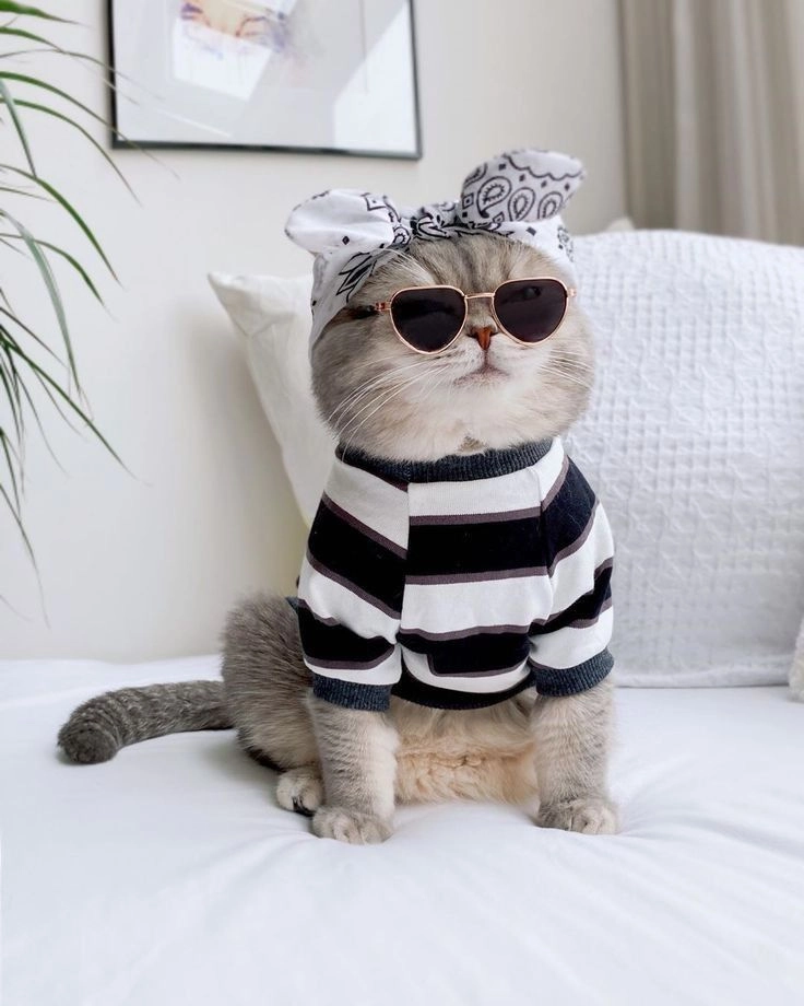 Ảnh mèo cute ngầu tạo nên phong cách riêng biệt