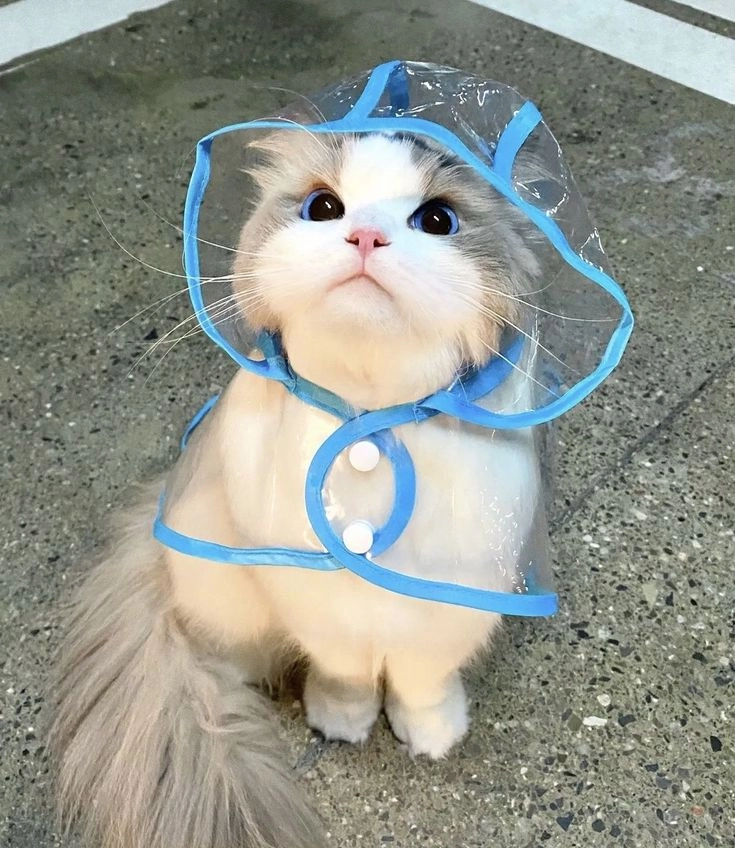 Avatar mèo con dễ thương làm tan chảy trái tim