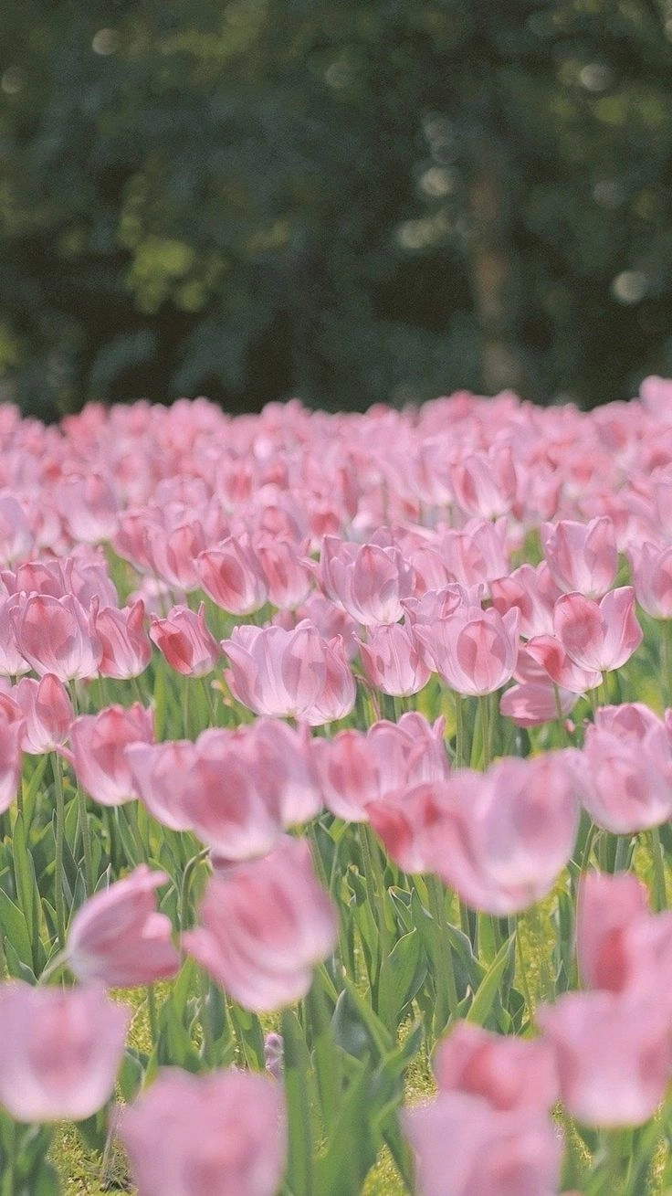 Ảnh hoa tulip rực rỡ sắc màu mang đến vẻ đẹp tinh tế